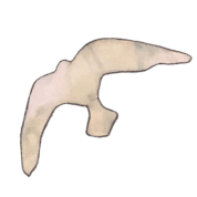 Bird 5